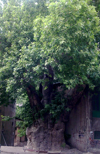 درخت چنار